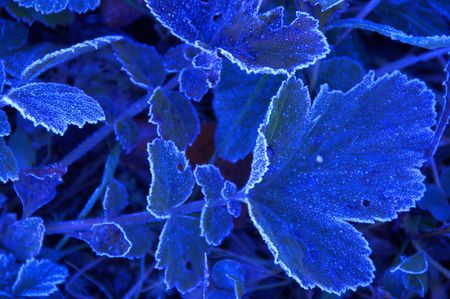 Frostの写真素材