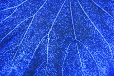 Frostの写真素材