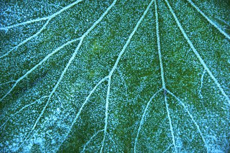 Frost