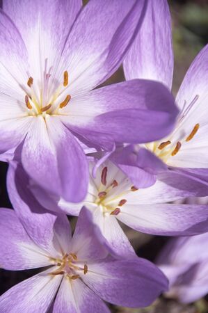 Flowerの写真素材