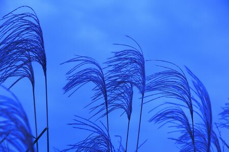 Japanese pampas grassの写真素材