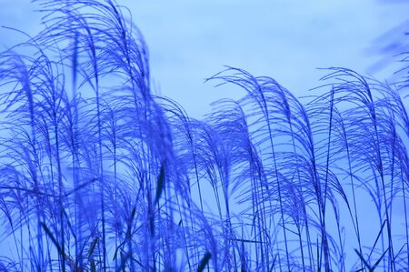 Japanese pampas grassの写真素材