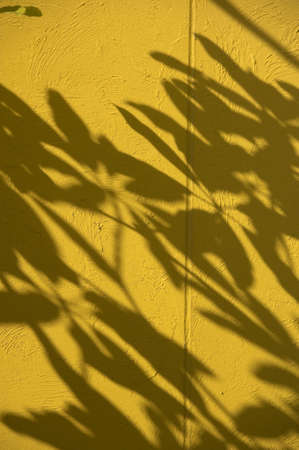 Shadowの写真素材