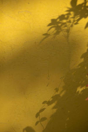 Shadowの写真素材