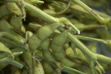 Green soybeans