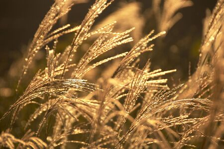 Japanese pampas grassの写真素材