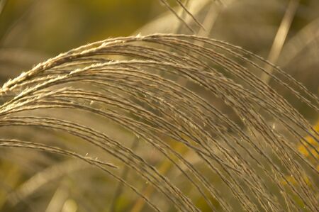 Japanese pampas grassの写真素材