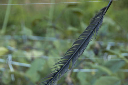 Featherの写真素材