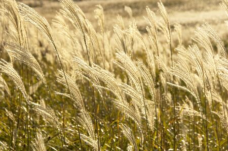 Japanese pampas grass
