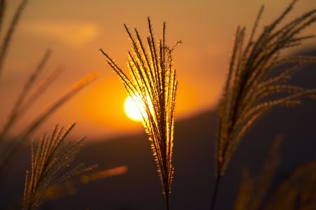 Japanese pampas grassの写真素材