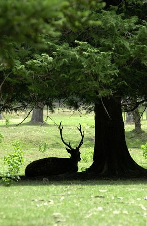Deerの写真素材