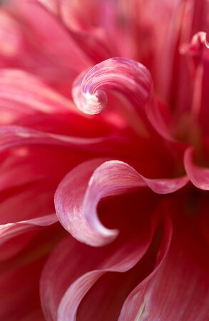 Dahliaの写真素材