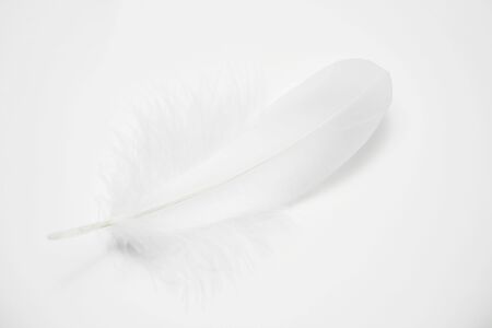 Featherの写真素材