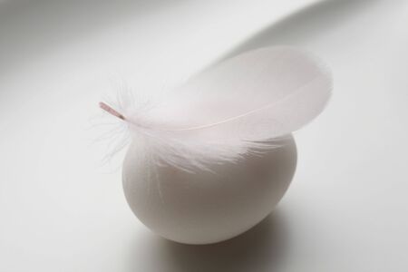 Feather and eggの写真素材