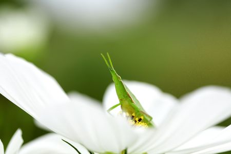 Cosmosの写真素材