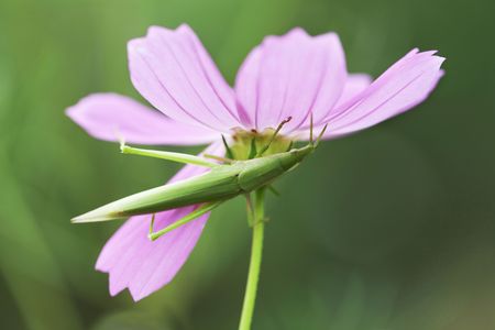 Cosmosの写真素材