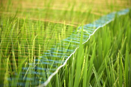 Rice fieldの写真素材