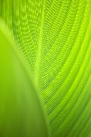 Leaf
