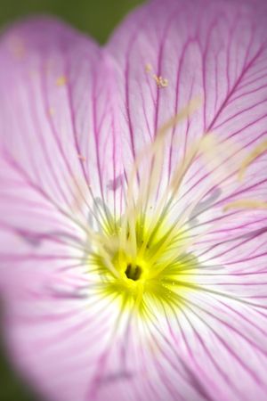 Evening primroseの写真素材