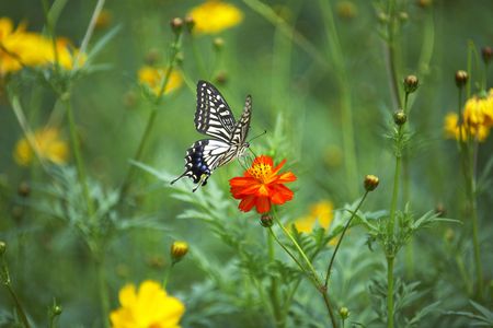 Swallowtailの写真素材