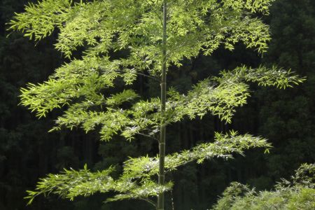 Bambooの写真素材