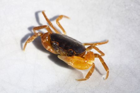 Small river crab