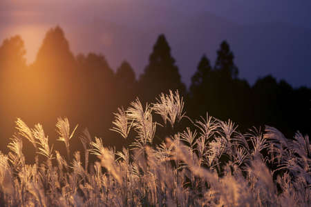 Japanese pampas grassの写真素材