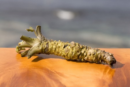 Wasabi for sushi which is a root of plantの写真素材