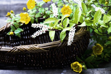 Kobananozuina and Kinshibaiの写真素材