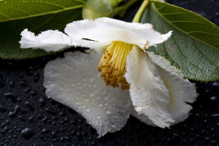 Stewartia Pseudocamelliaの写真素材