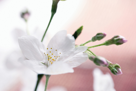 Cherryの写真素材