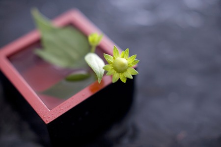 Jerusalem artichokeの写真素材