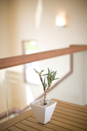 Foliage plantsの写真素材