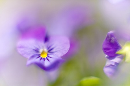 Violetの写真素材