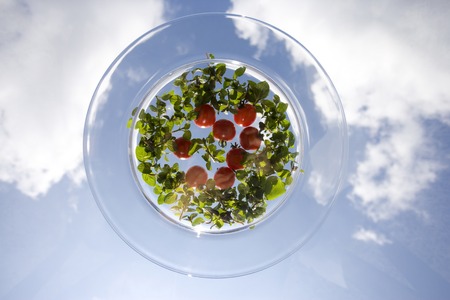 Saladの写真素材