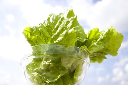 Lettuceの写真素材
