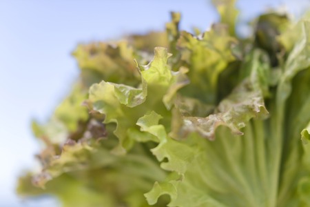 Lettuceの写真素材