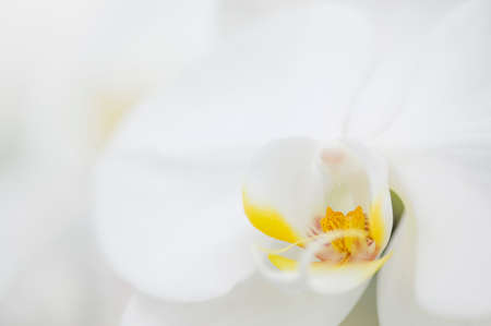 Phalaenopsis Orchidの写真素材