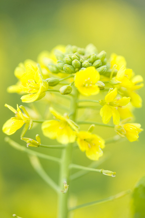 Rape blossoms