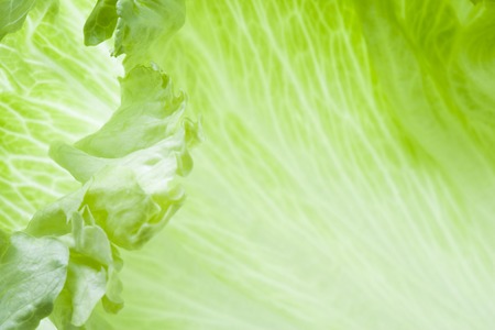 Lettuceの写真素材