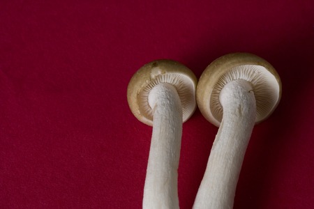 Shimejiの写真素材