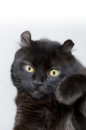 Black Catの写真素材