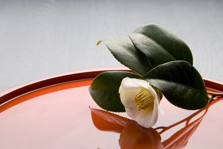 Camelliaの写真素材