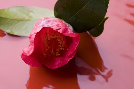 Japanese style imageの写真素材