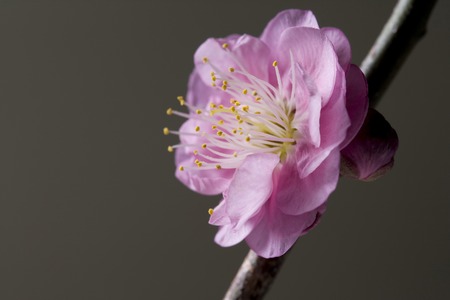 Plum blossomの写真素材