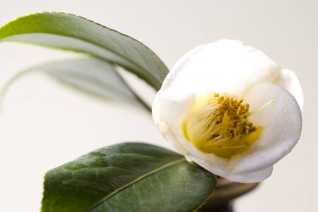 Camelliaの写真素材