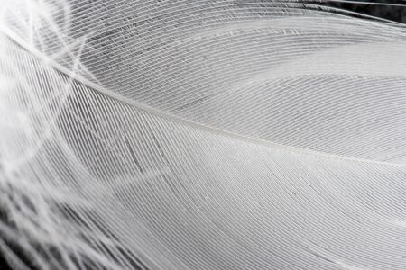 Featherの写真素材