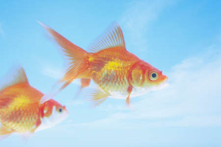 Goldfishの写真素材