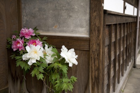 Paeonia lactifloraの写真素材