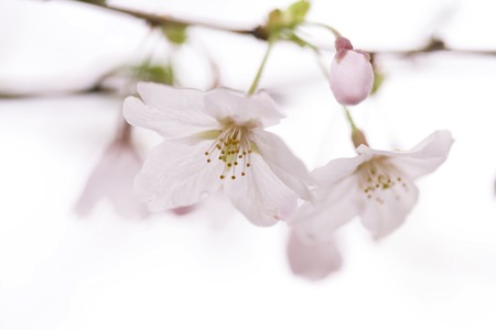 Sakuraの写真素材